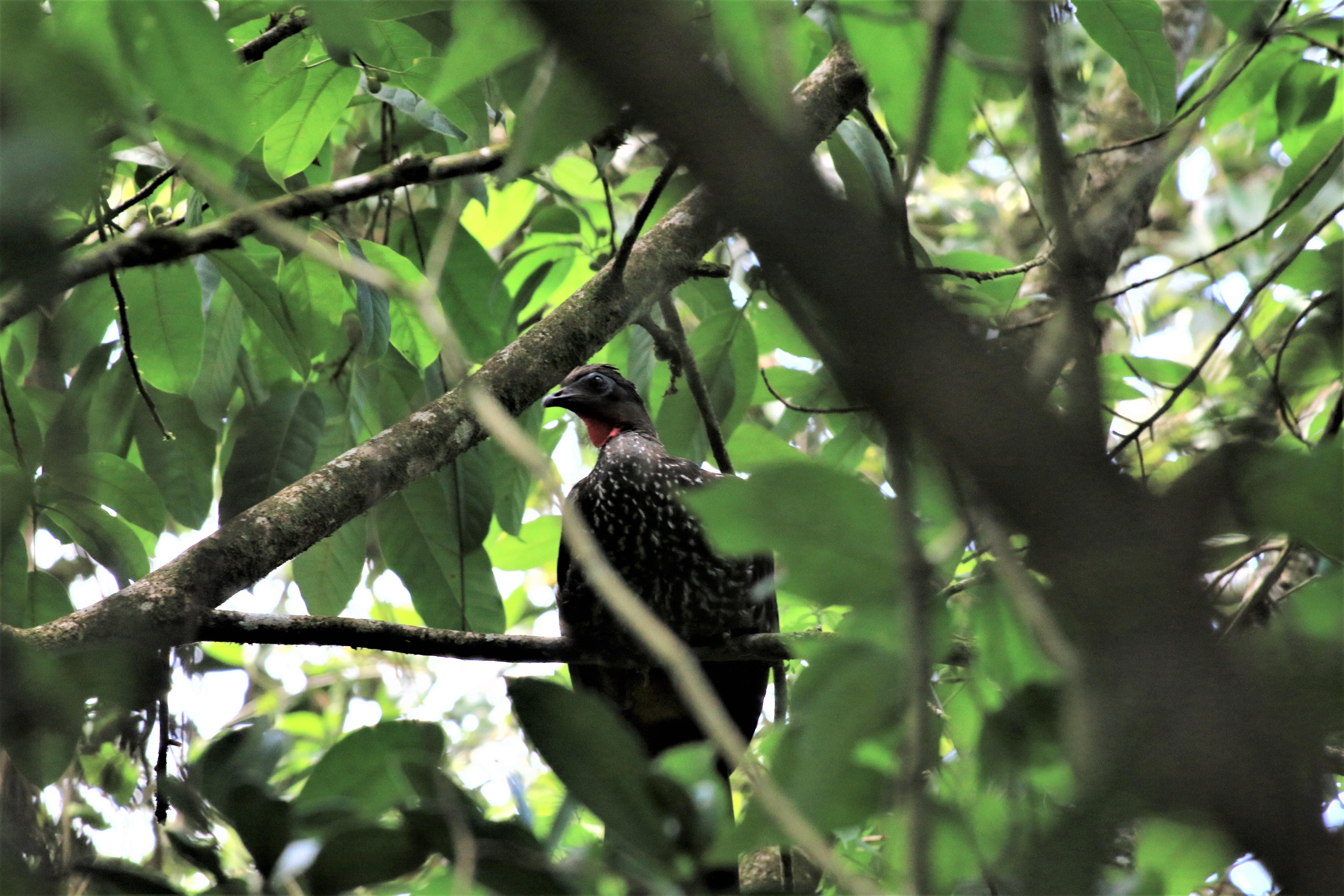 Costa Rica